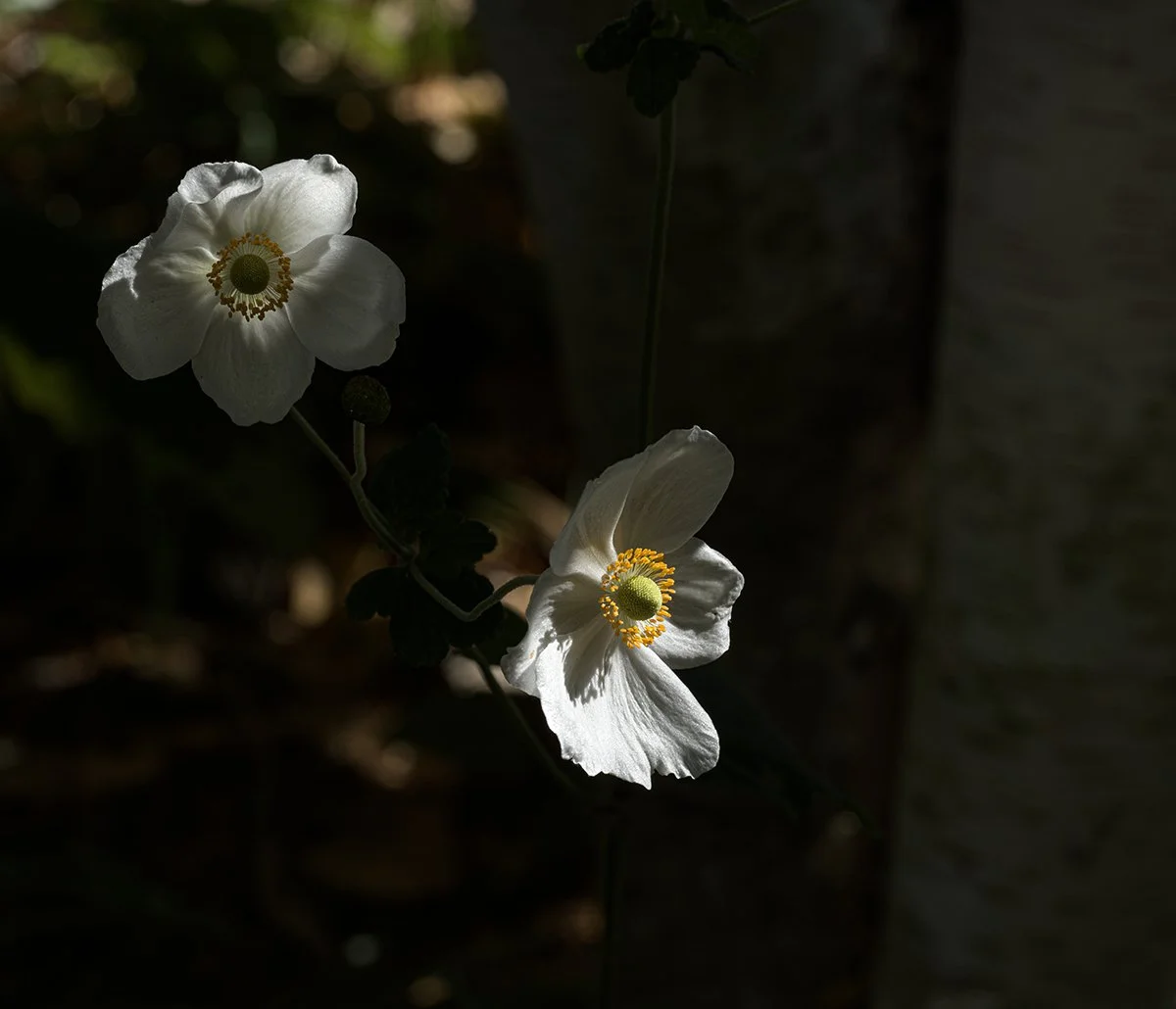 © J. KrajicekB0028370CFFR.jpg