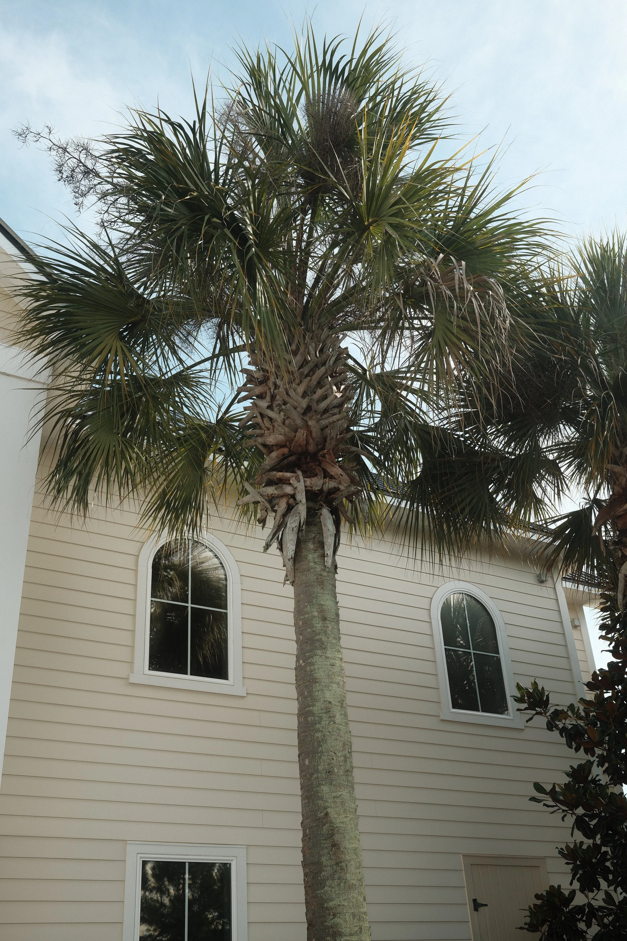 A tall palm tree in front of a beige house with four tall, arched windows. Parts of the sky are visible in the background.