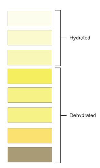 A chart displaying urine colors and levels of dehydration - the darker colors reflect dehydration, while the lighter colors reflect hydration