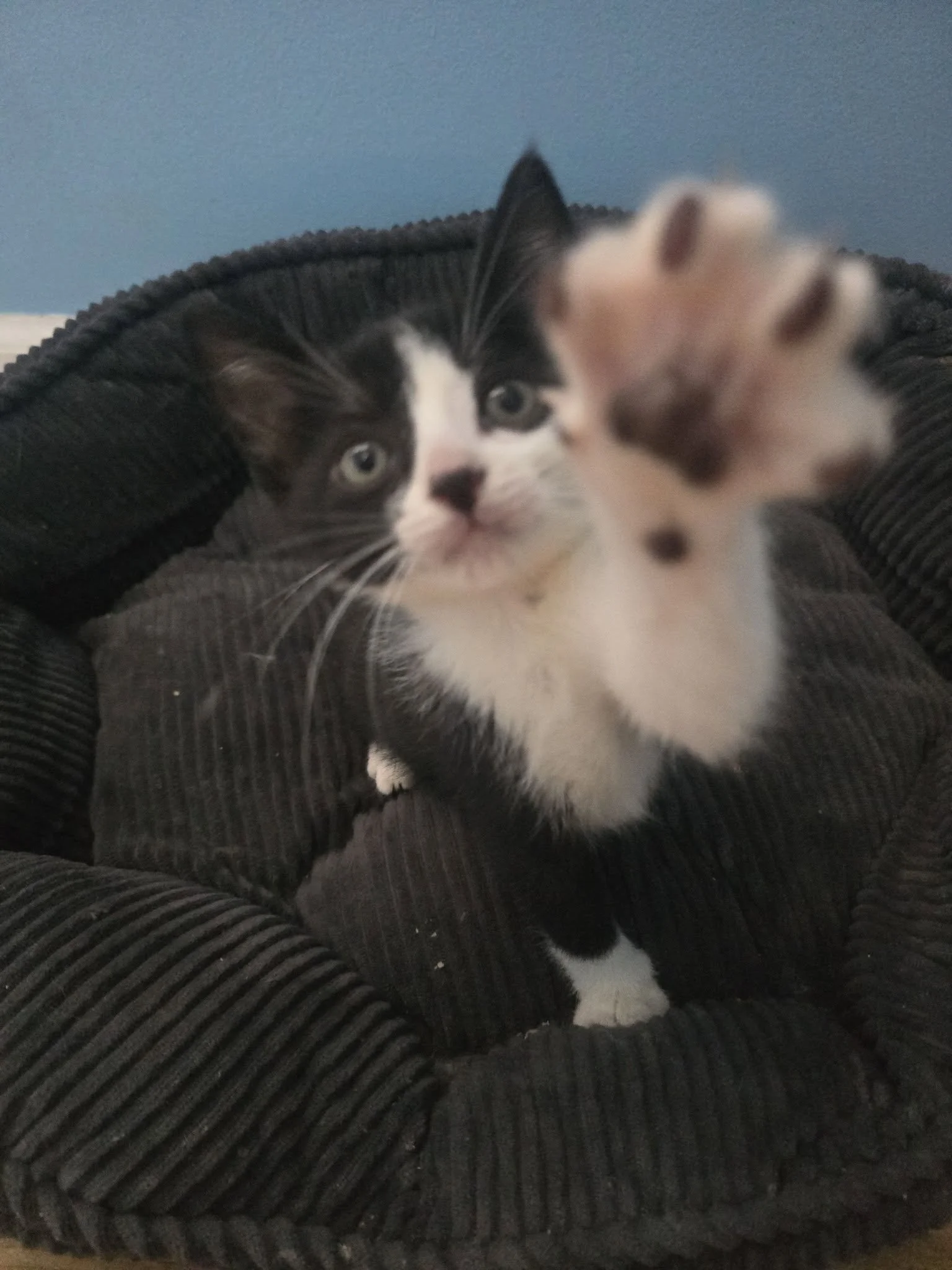 Silverado5.jpg