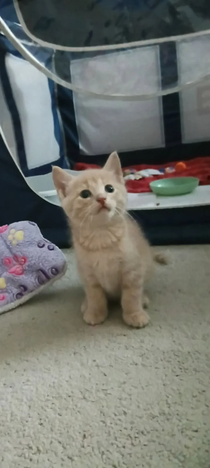 Frazier2.jpg