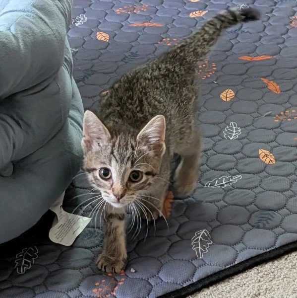 Chiffon4.jpg