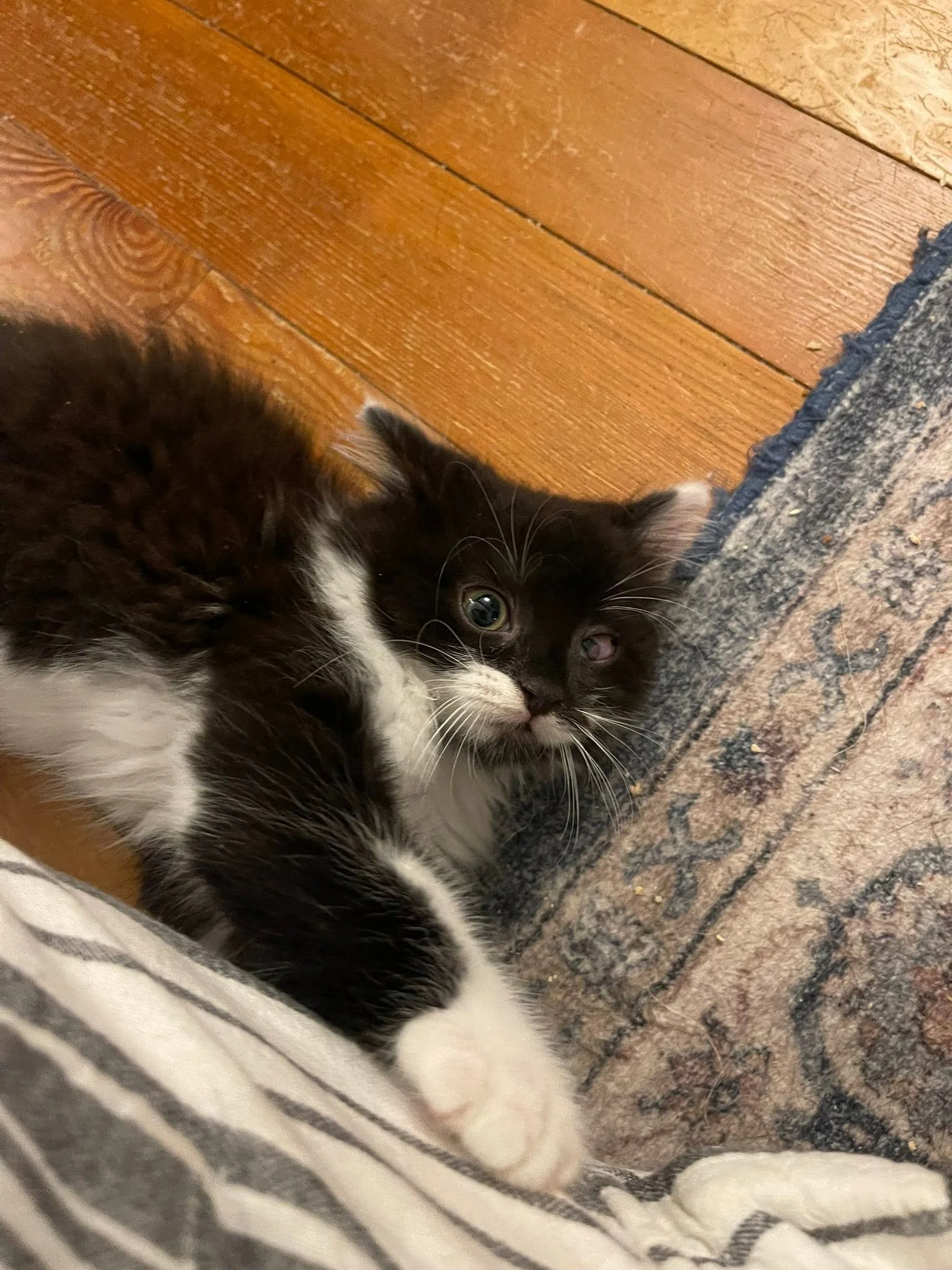 Oreo3.jpg