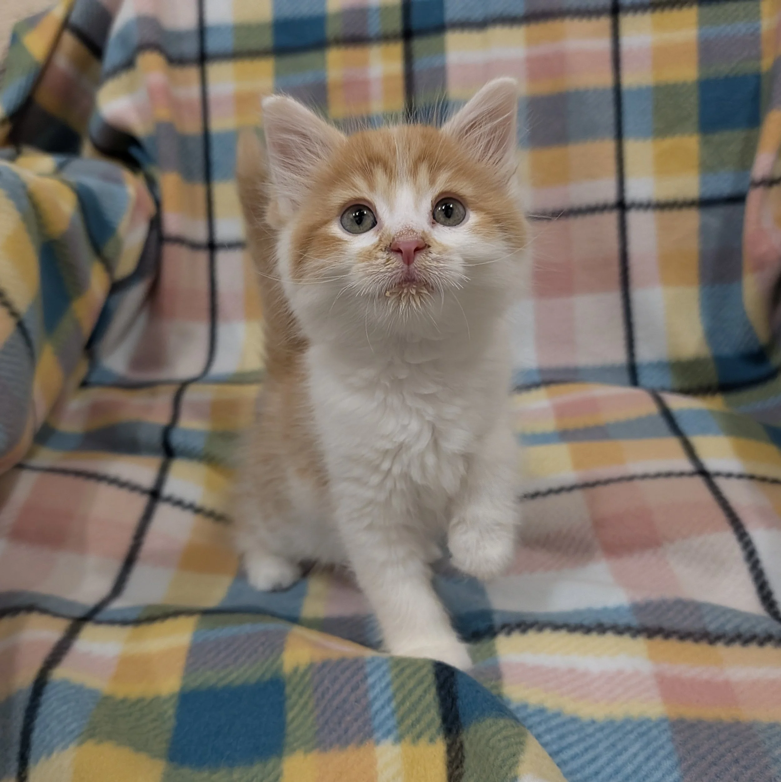 Georgie3.jpg
