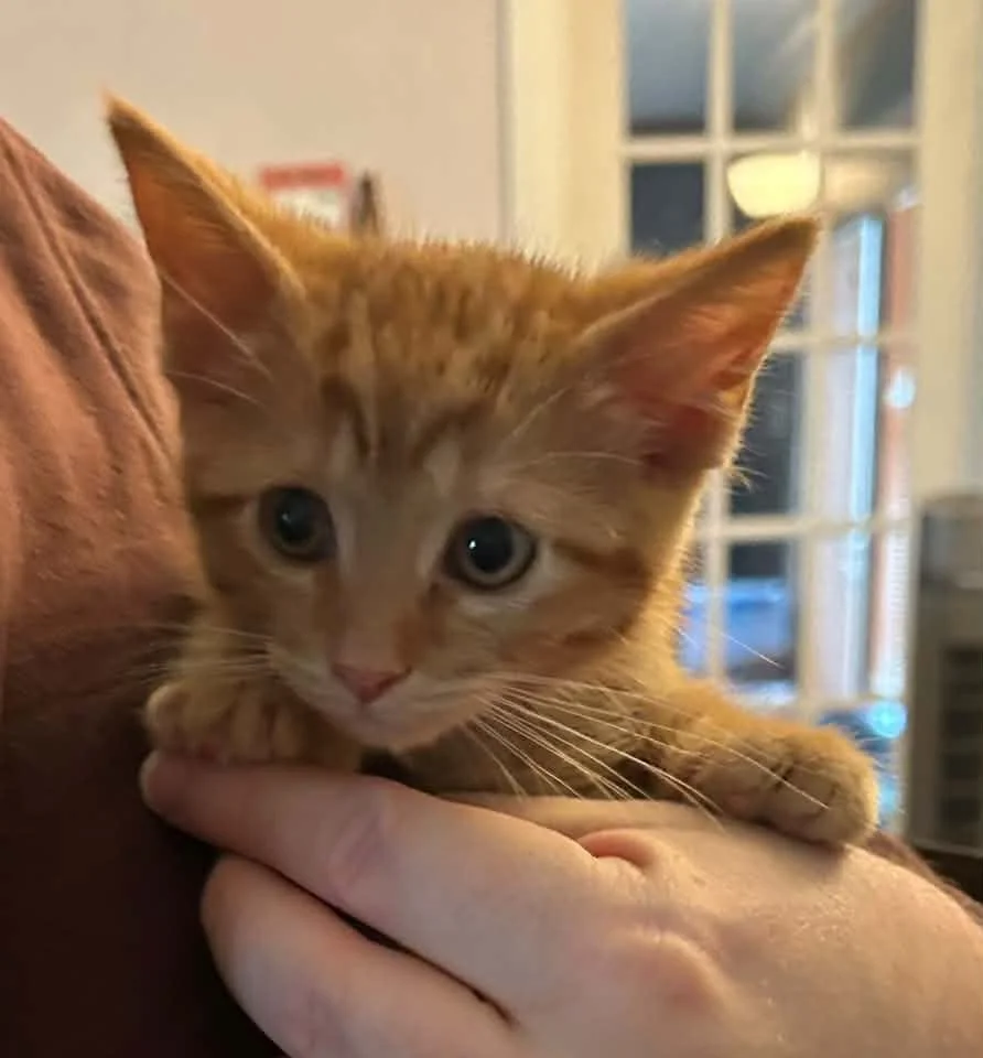 Tangerine1.jpg