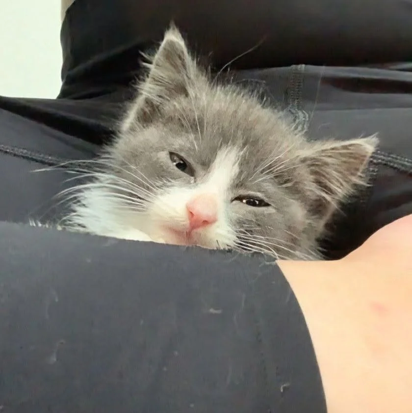 Ziggy4.jpg