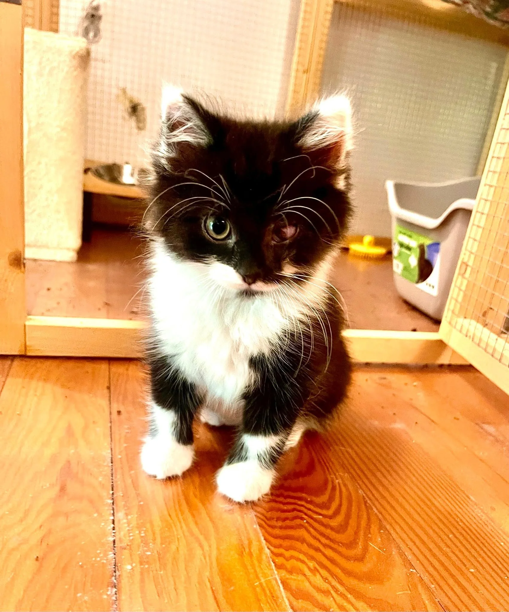 Oreo1.jpg