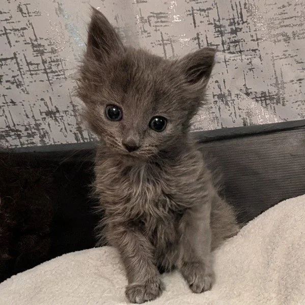 Pixie1.jpg