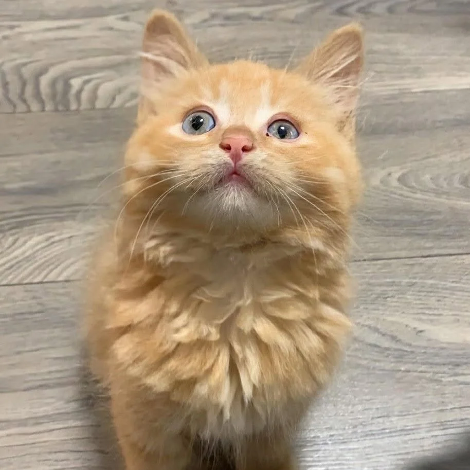 Butternut3.jpg