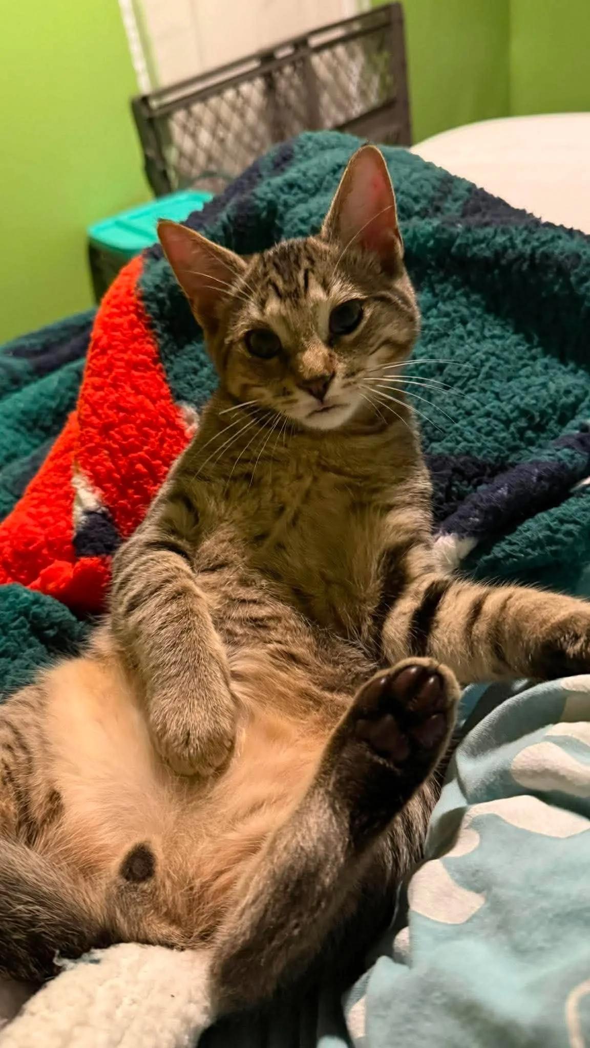 Nugget2.jpg