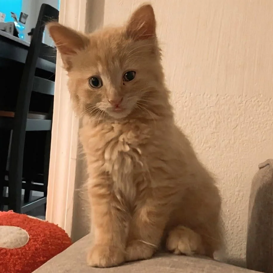 Butternut2.jpg