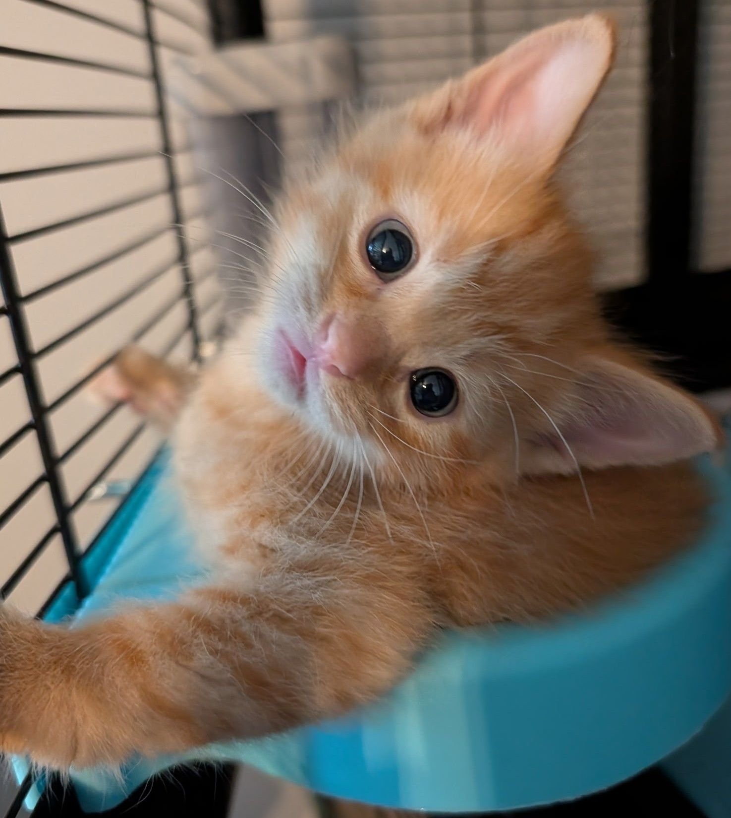Finnick4.jpg