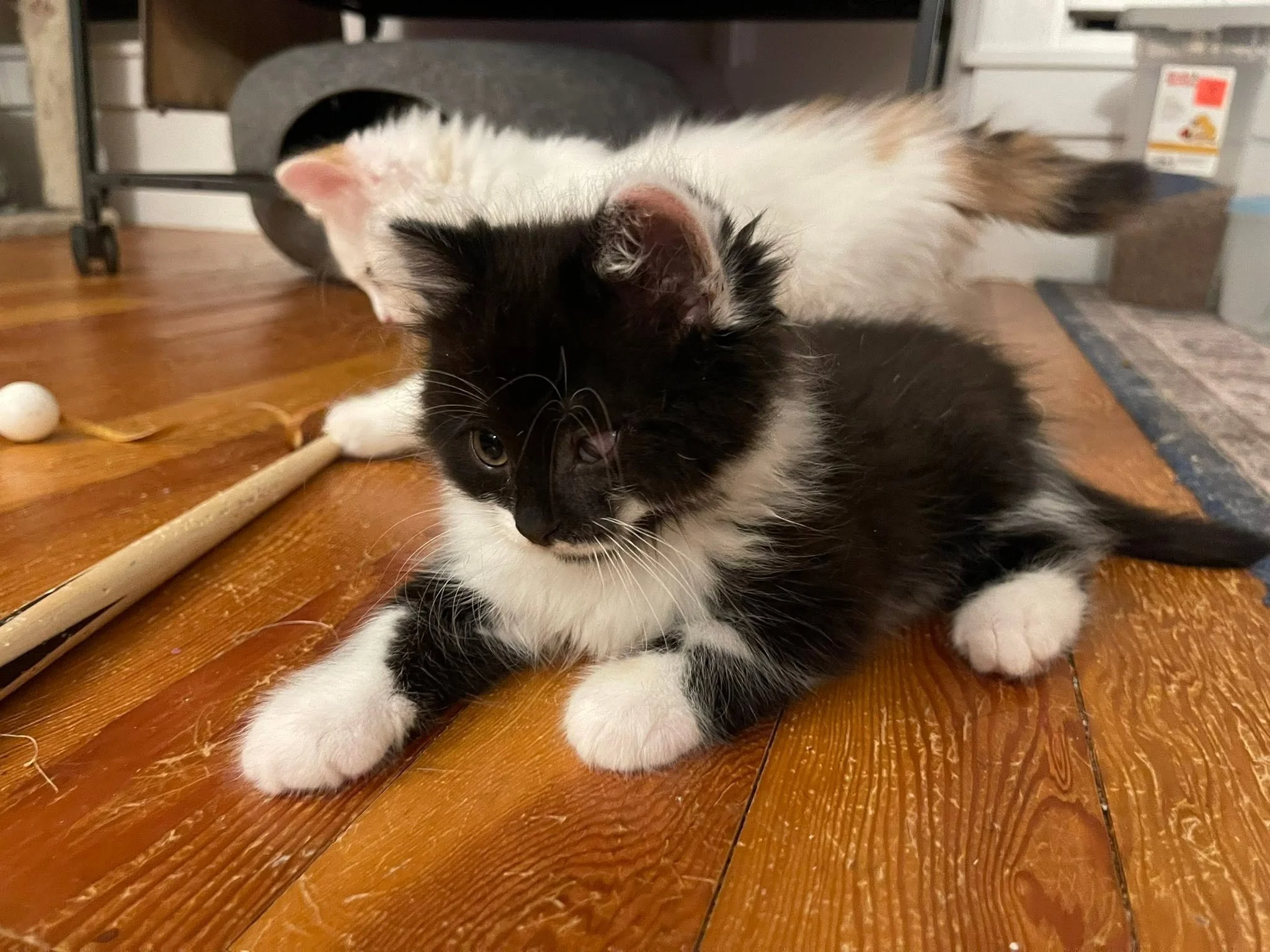 Oreo2.jpg