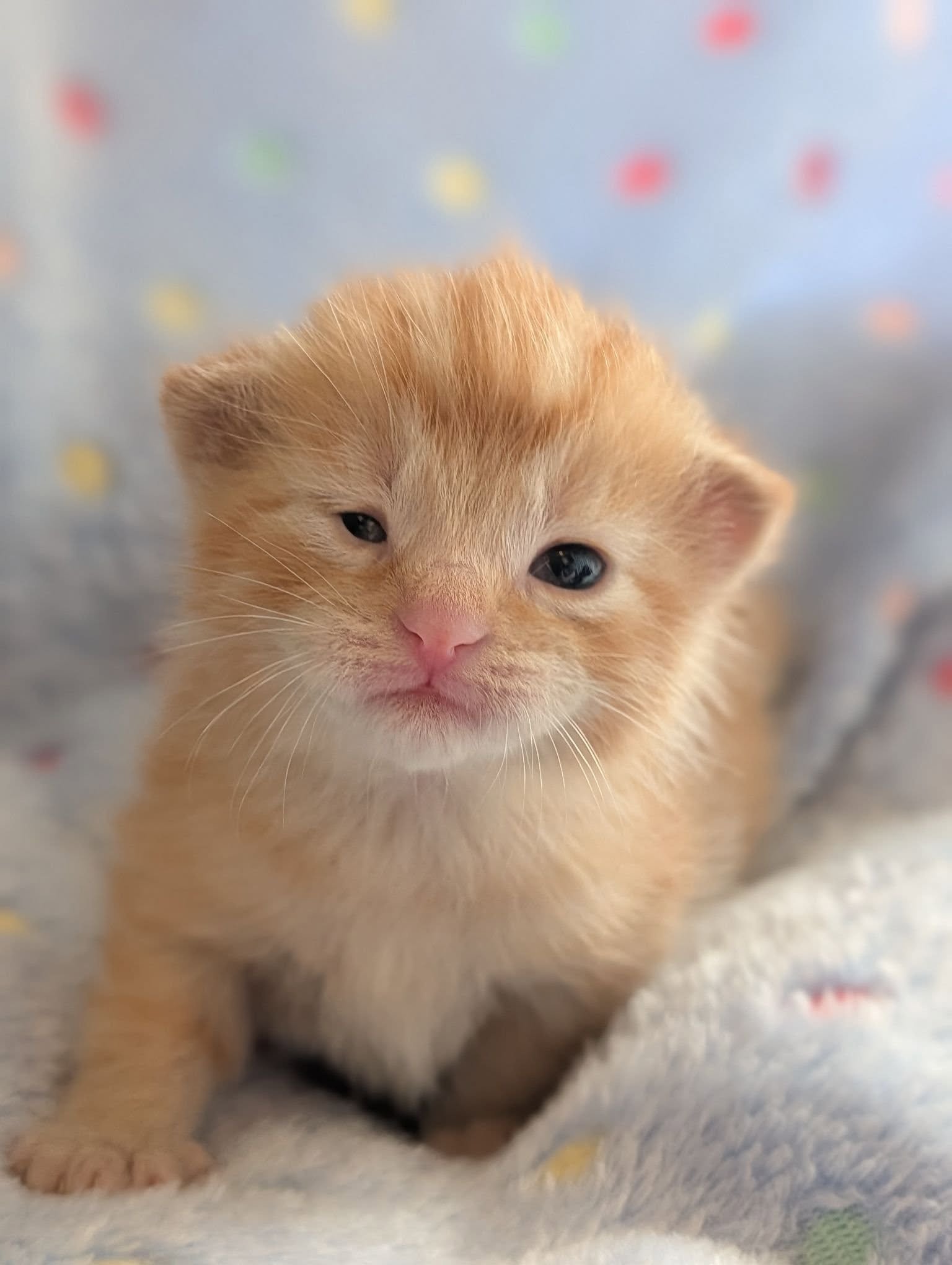 Finnick2.jpg