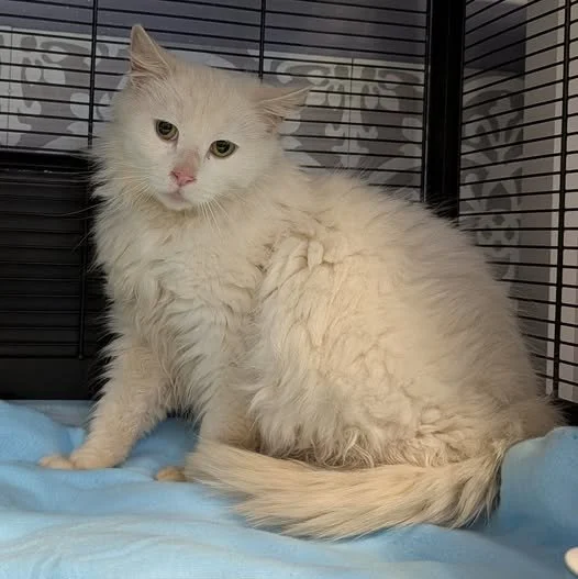 Angora1.jpg