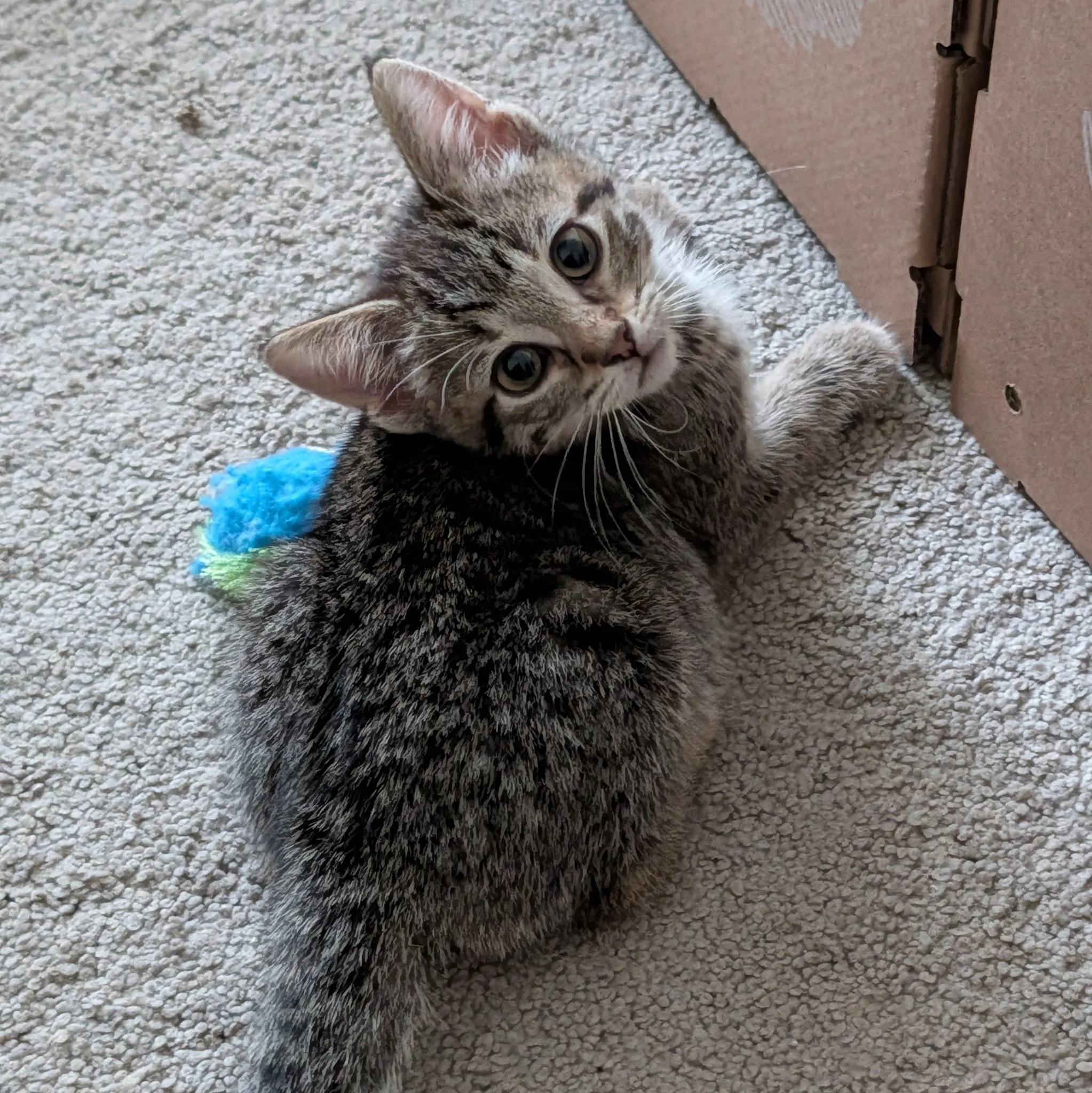 Chiffon3.jpg