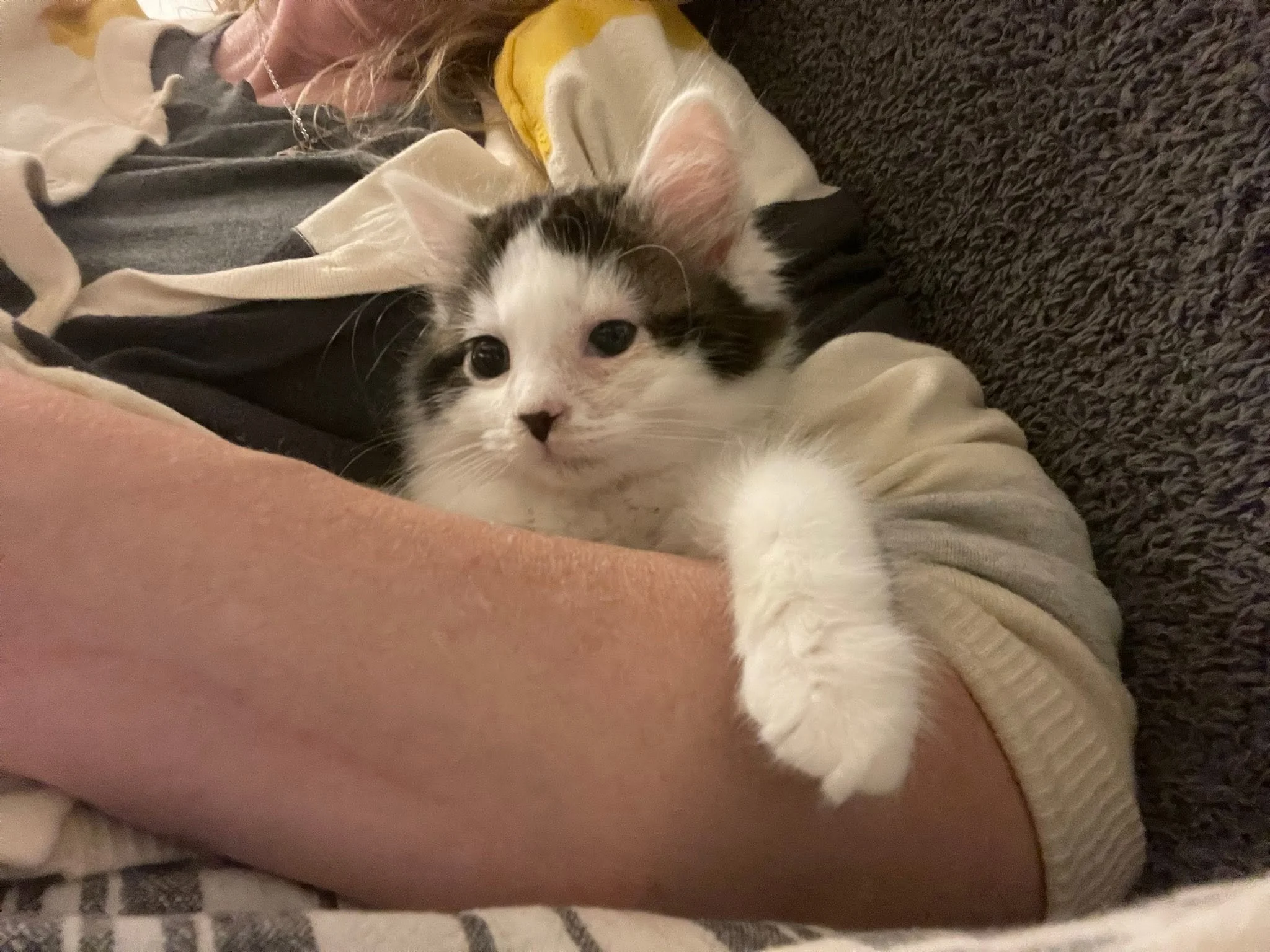 Mochi4.jpg