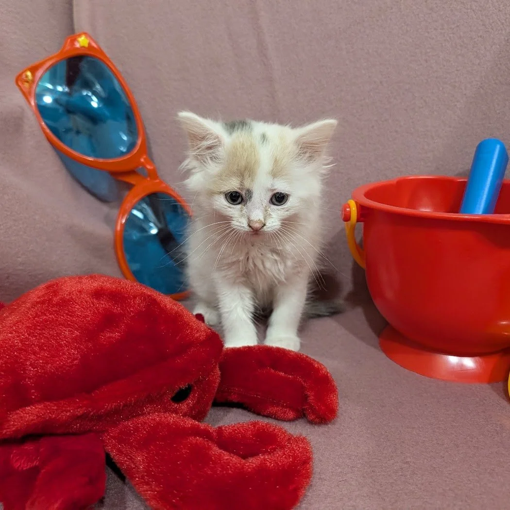 Teacup7.jpg