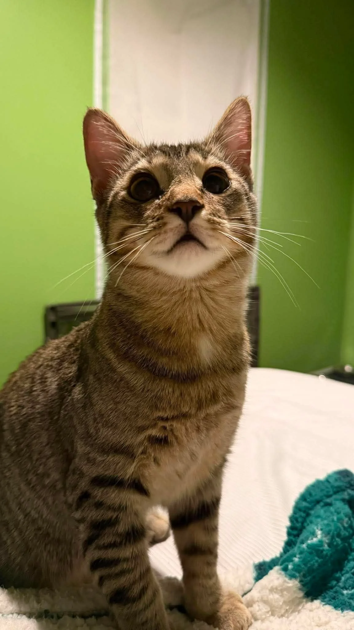 Nugget1.jpg