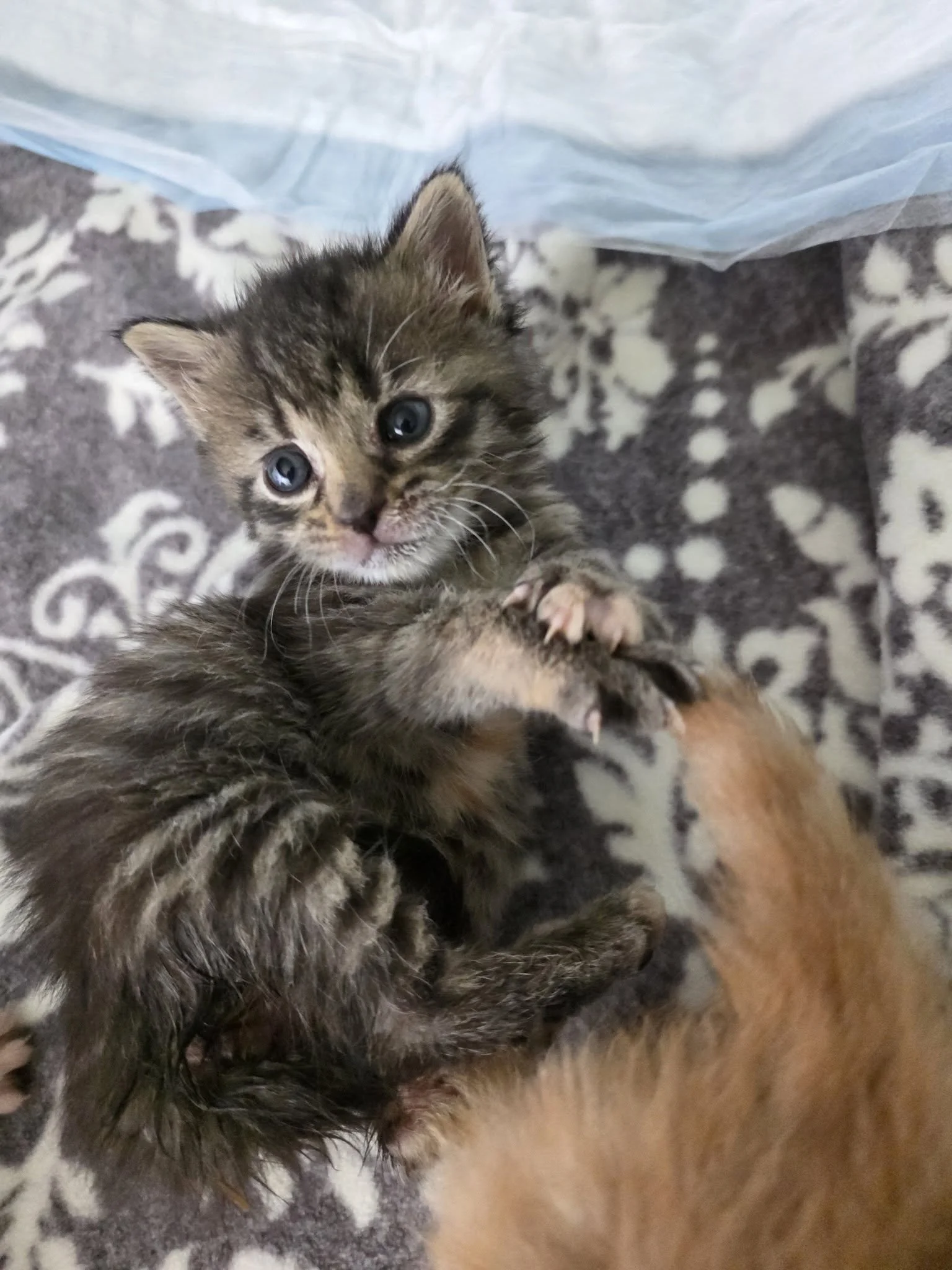 AllisonR2.jpg