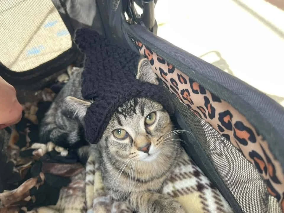 Elwood4.jpg