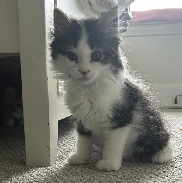 Millie1.jpg