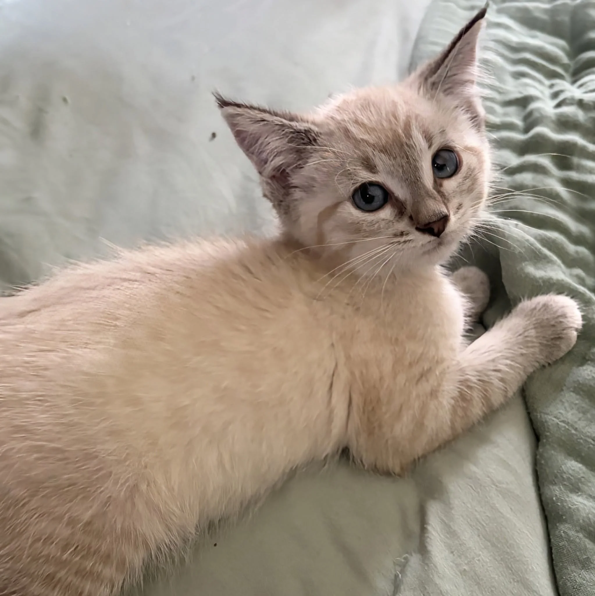 Luna3.jpg