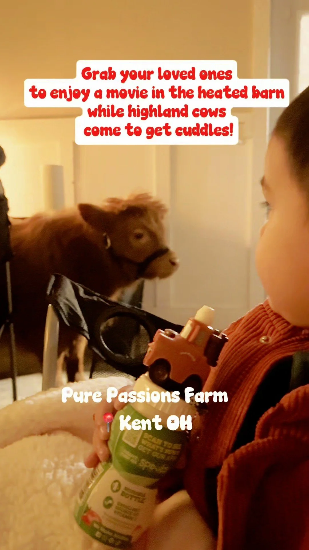 Cow Cuddles at Pure Passions Farm
