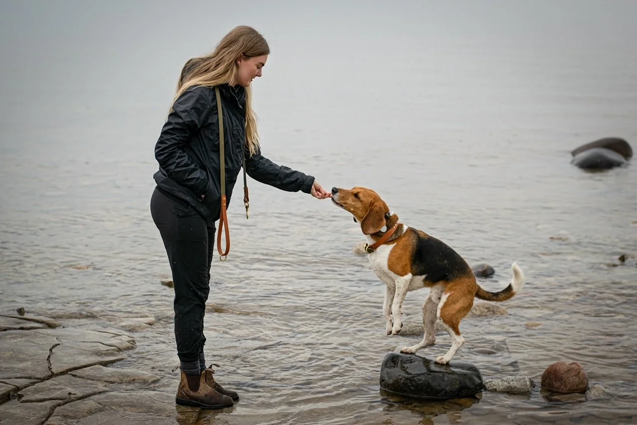 A woman in black jacket and pants bends down holding a treat to a beagle dog standing on a large rock at the edge of a lake. The dog is reaching for the treat.