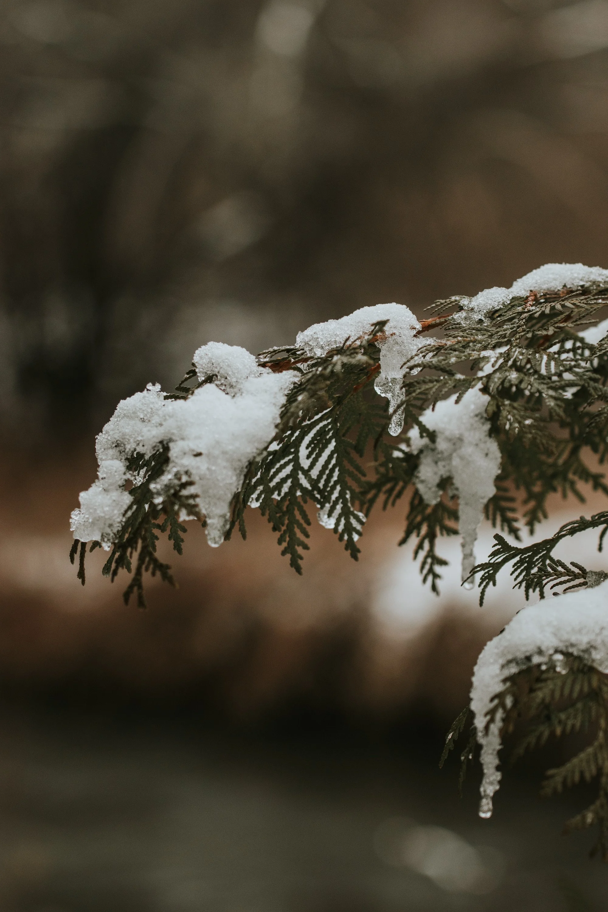 Close-up of an evergreen tree branch with snow and icicles on it, blurred background.