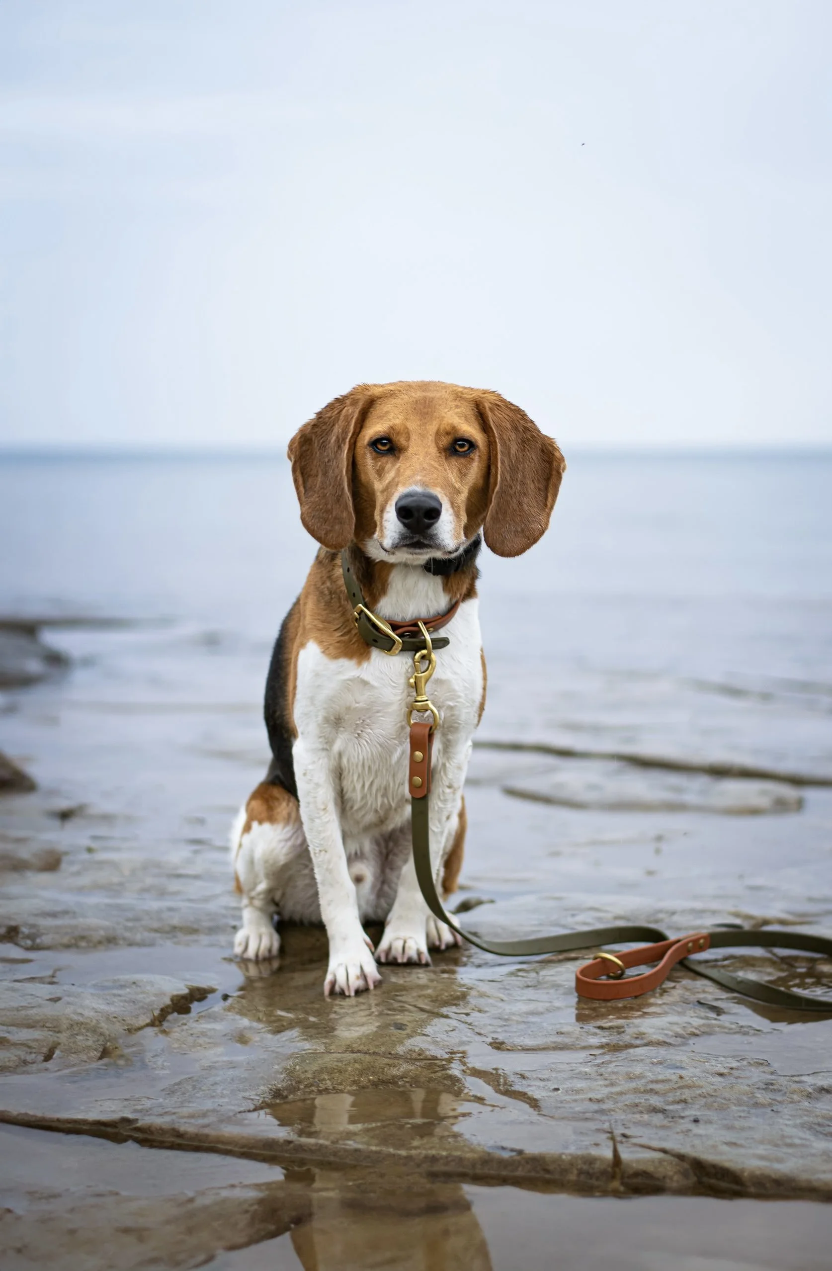 A beagle dog sitting on a rocky beach near the water, looking at the camera.