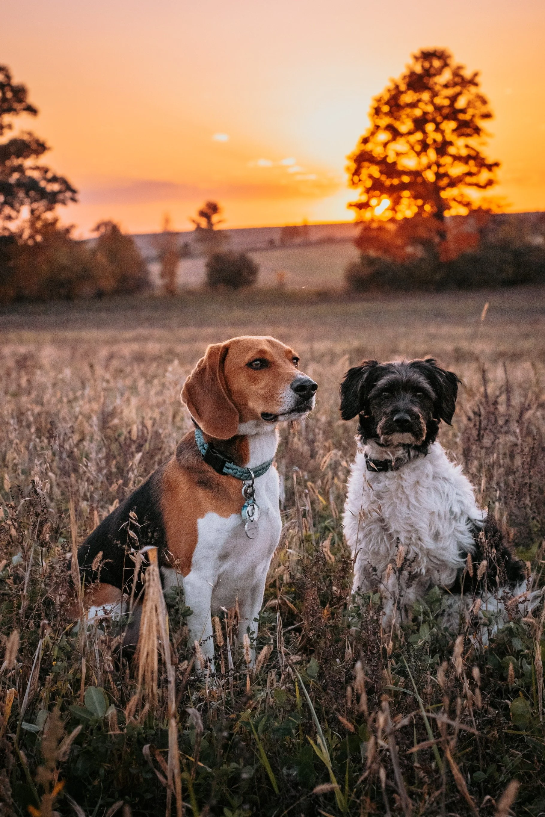 Two dogs sitting in tall grass during sunset with trees and a colorful sky in the background.