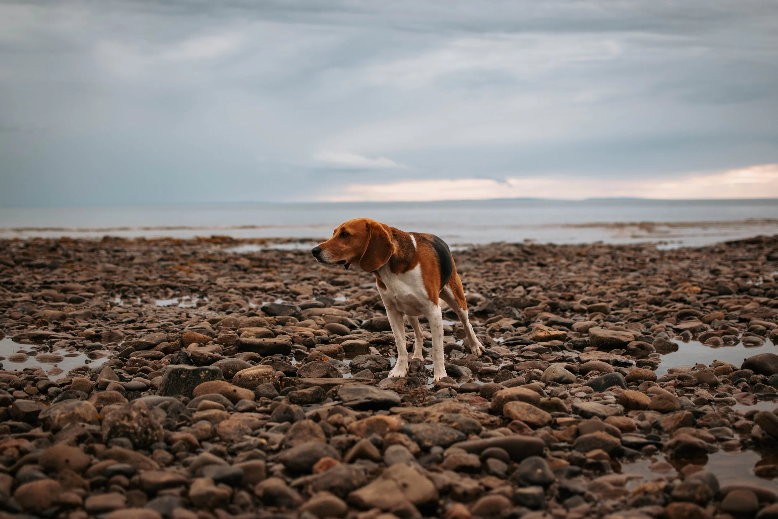A beagle dog standing on a rocky beach near the water with a cloudy sky overhead.