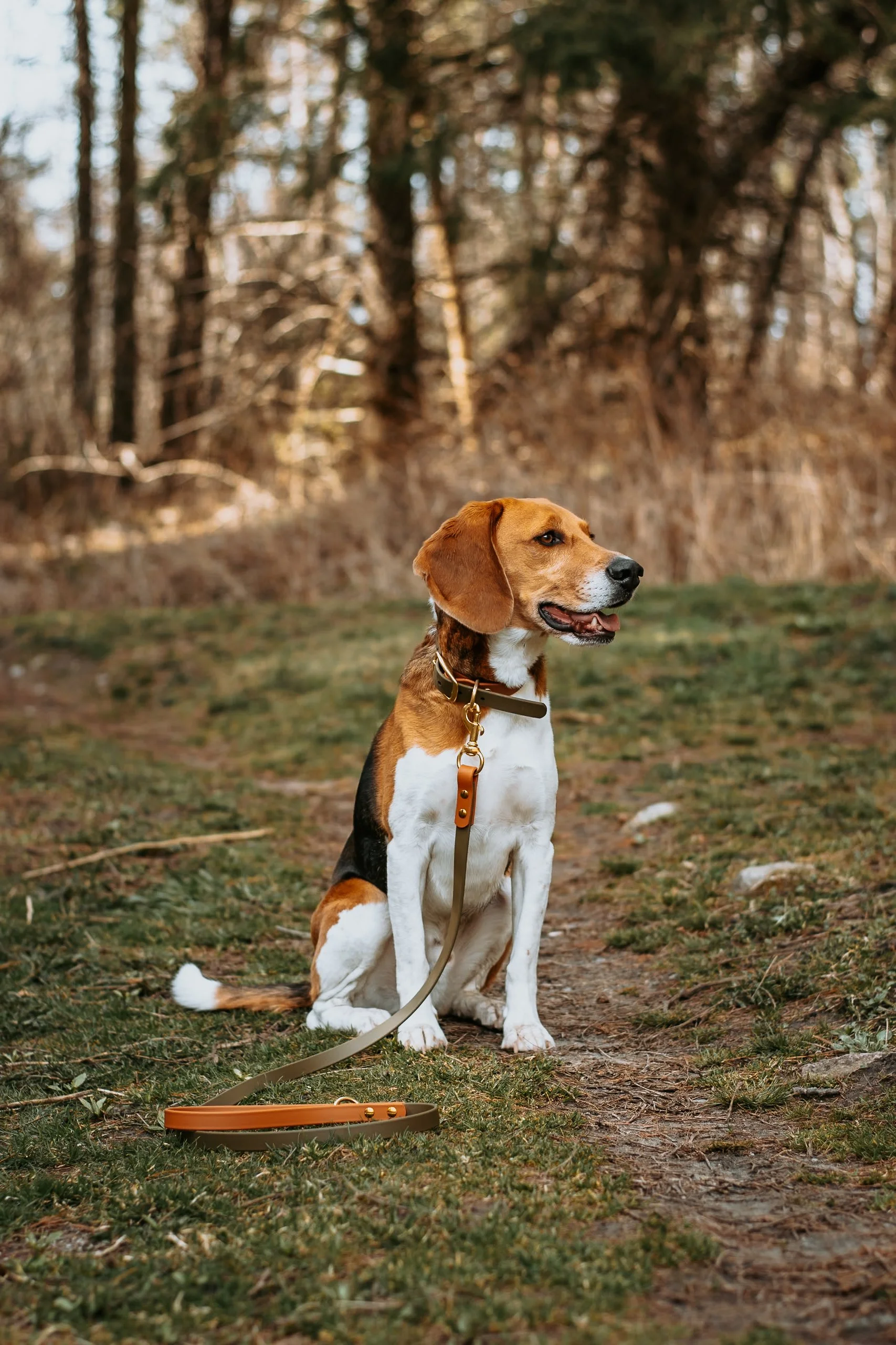 A brown and white dog, likely a Beagle, sitting outdoors on a patch of grass with a forest background, wearing a collar and leash.