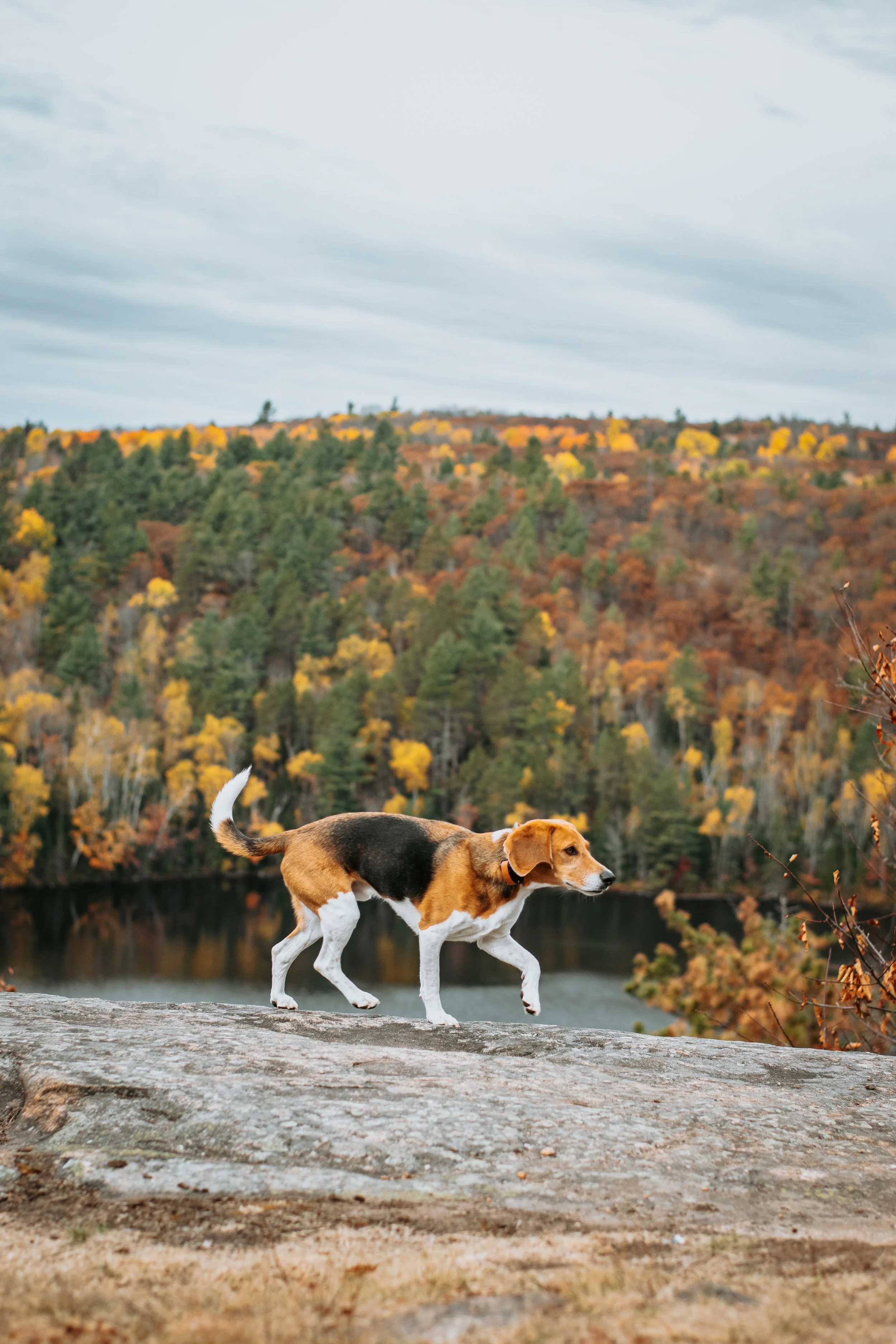 A dog with a black, brown, and white coat walking on a rock surface by a river, with a backdrop of colorful autumn trees and an overcast sky.