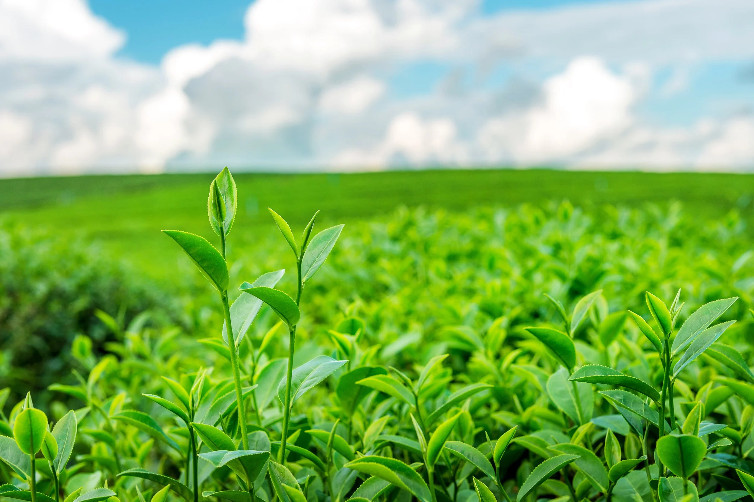 green-tea-bud-leaves-green-tea-plantations-morning.jpg