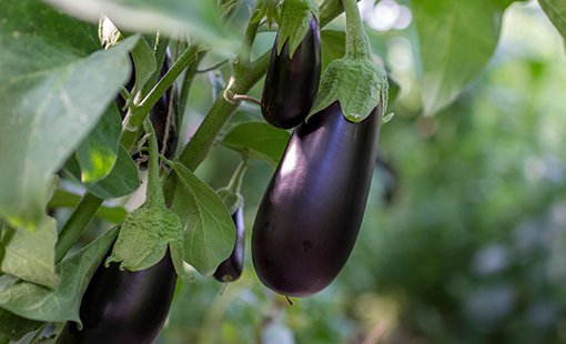 Eggplant-on-Vine.jpg
