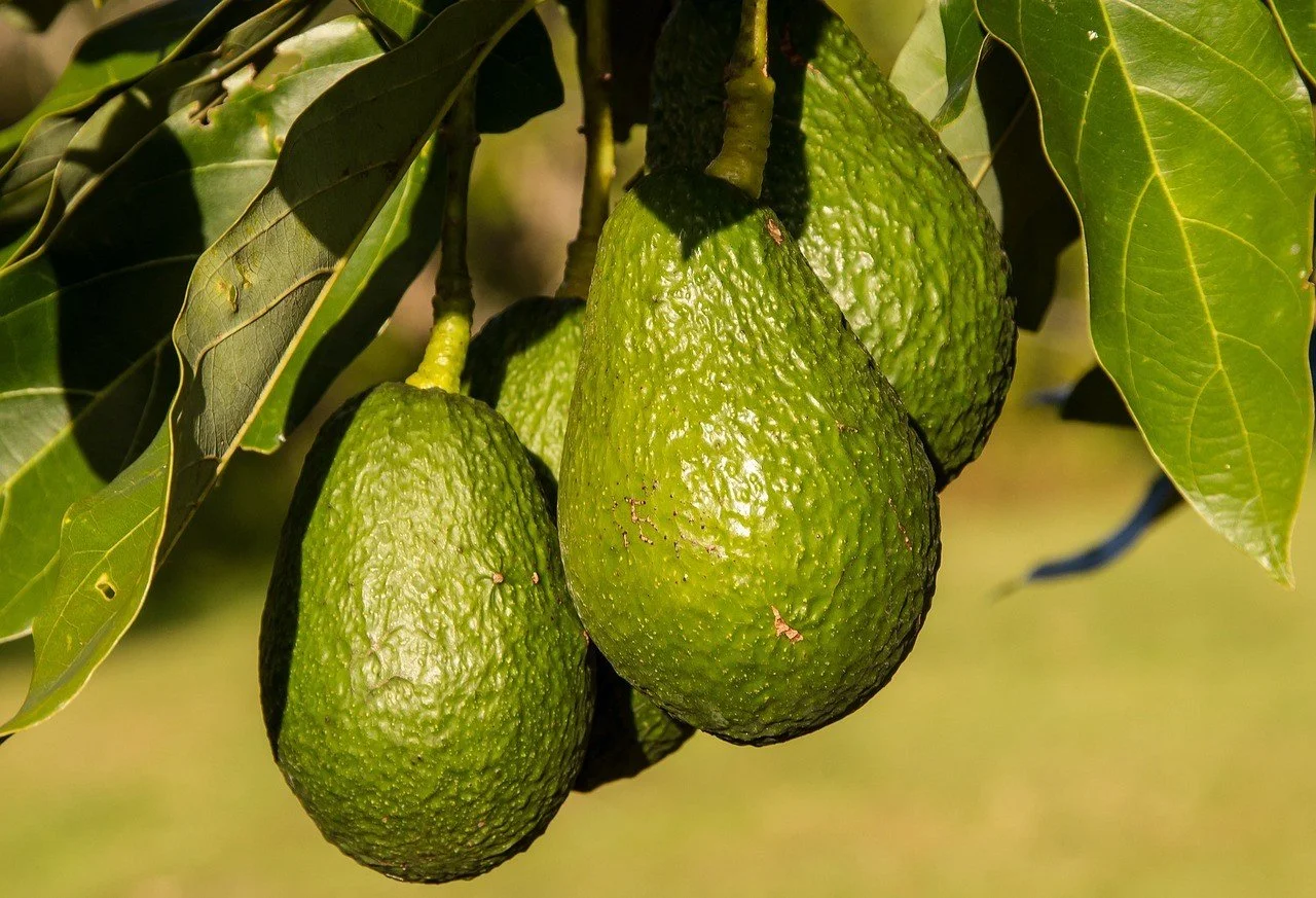 aguacate.jpg