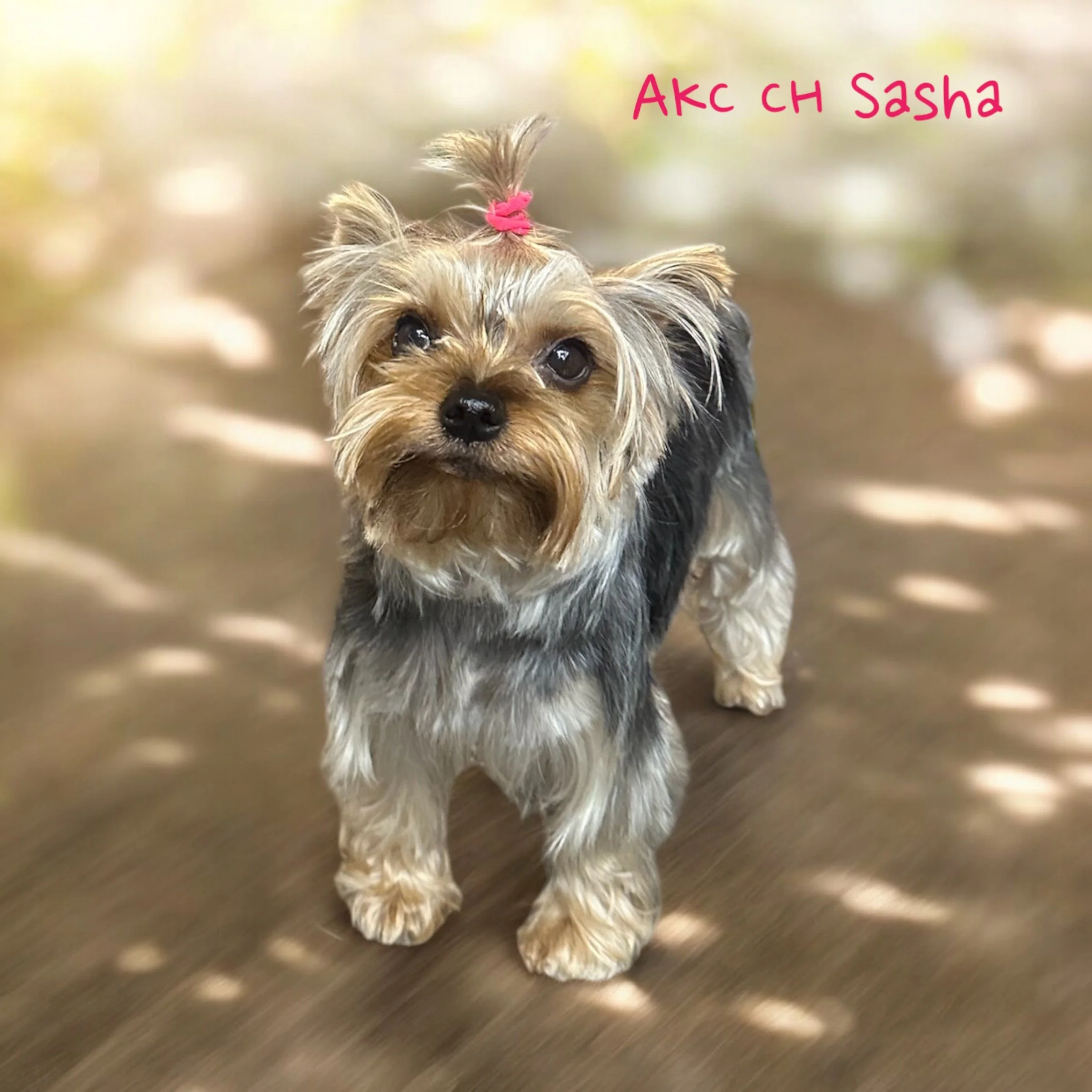 AKC Champion Yorkshire Terrier Sasha standing outdoors, calm adult temperament