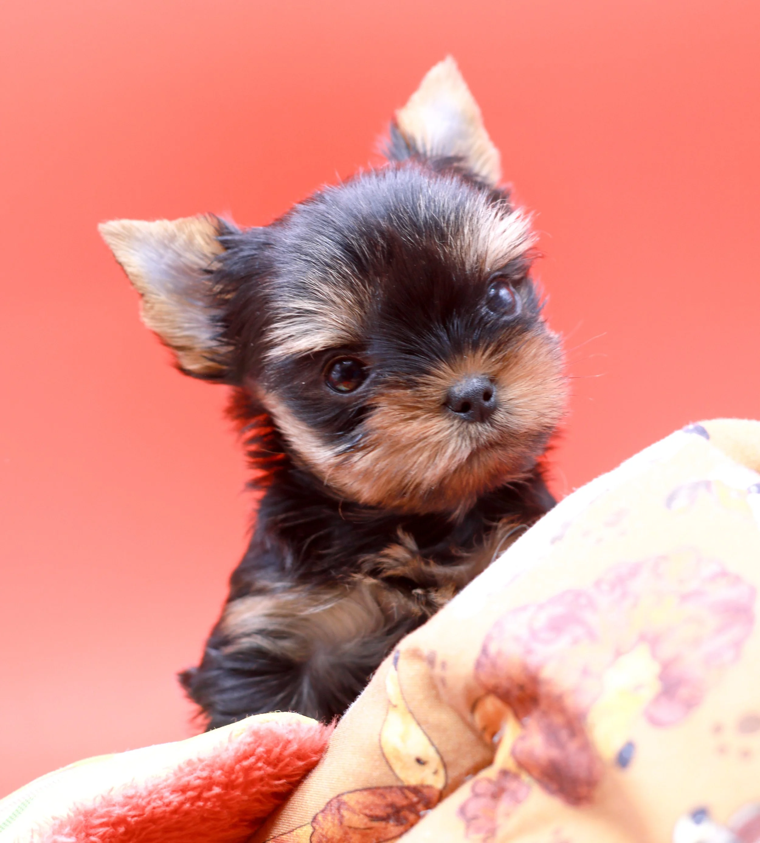 Upcoming health-tested Yorkshire Terrier puppy from AKC champion parents at Essence of Grace Yorkies, showcasing traditional black and gold coloring and early breed type