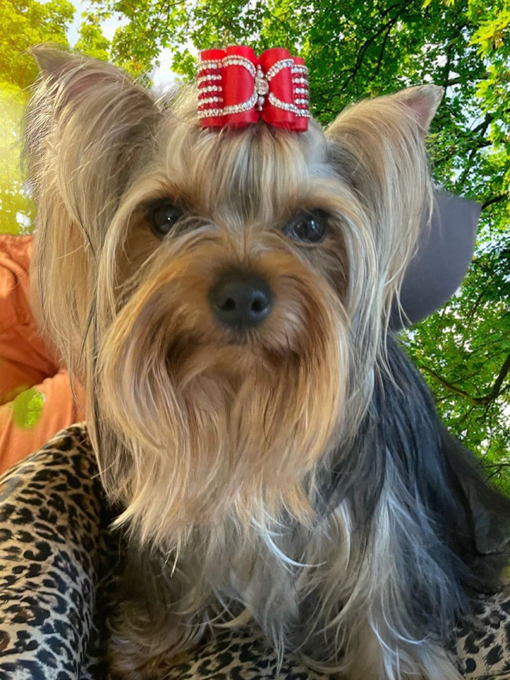 Adult AKC Champion Yorkshire Terrier with calm, confident personality