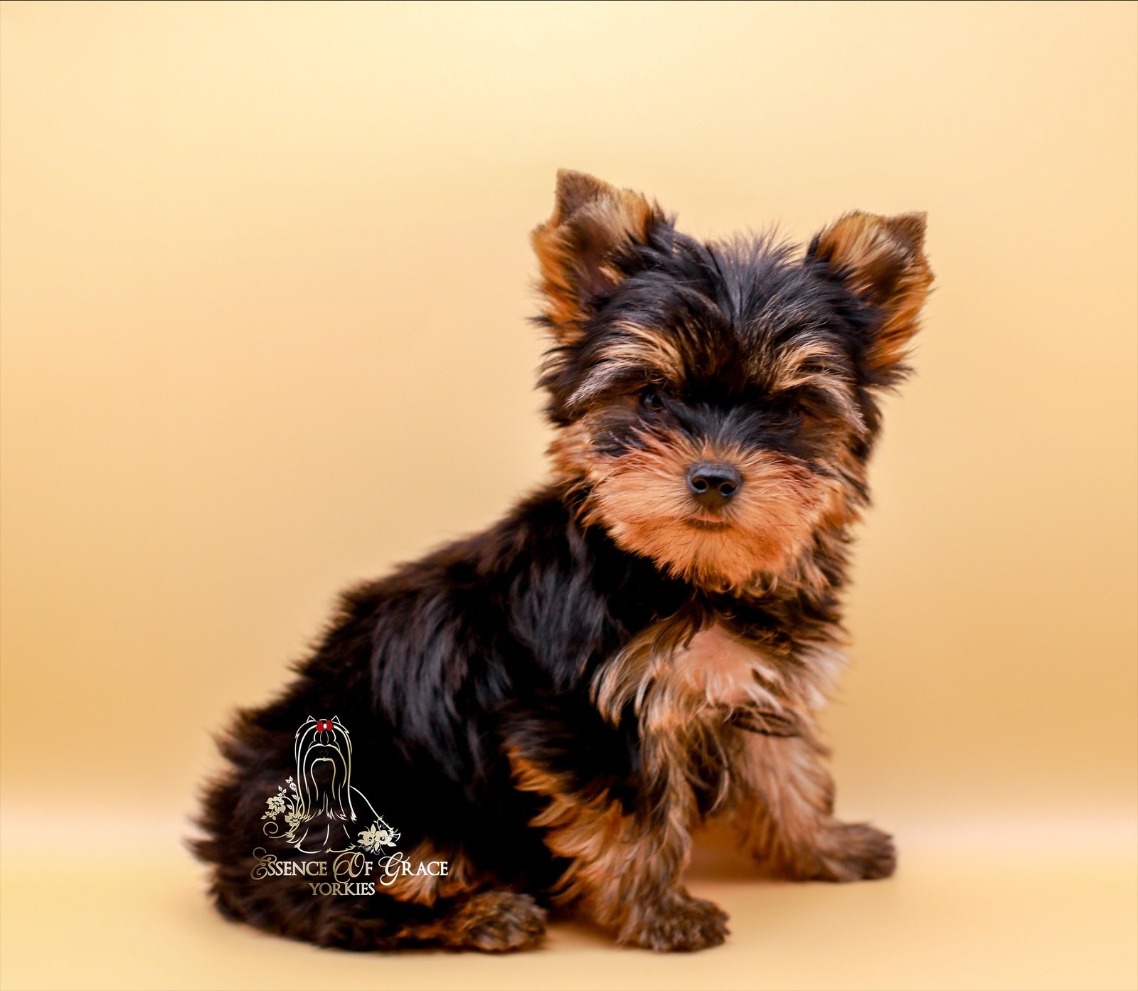 Yorkshire Terrier puppy representing future litters and the puppy waitlist at Essence of Grace Yorkies in Southern California