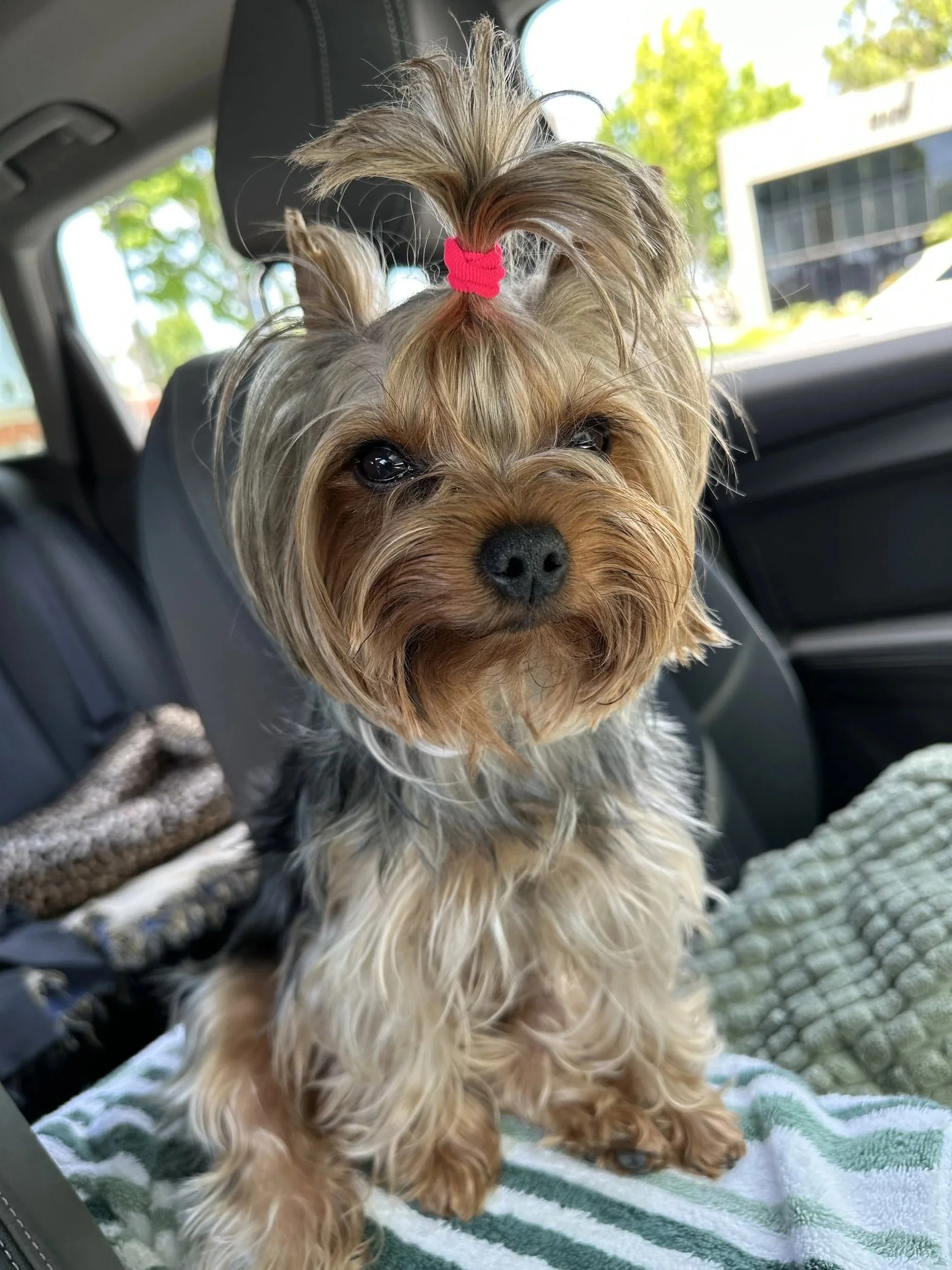 AKC Champion Yorkshire Terrier Sasha relaxed during travel, adult companion dog