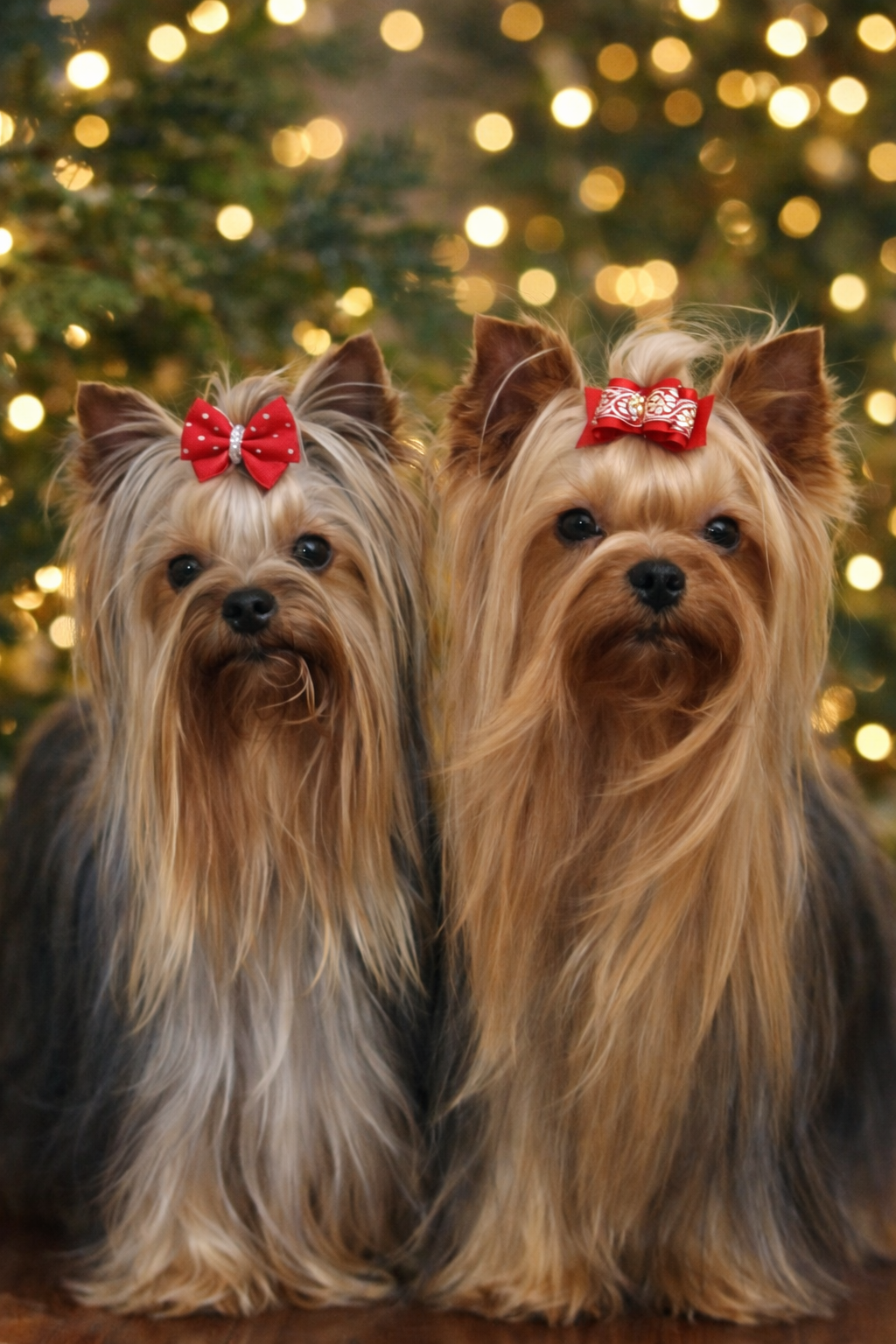 Two AKC Yorkshire Terriers in full show coat representing the breed standard and foundation priorities of Essence of Grace Yorkies in Southern California