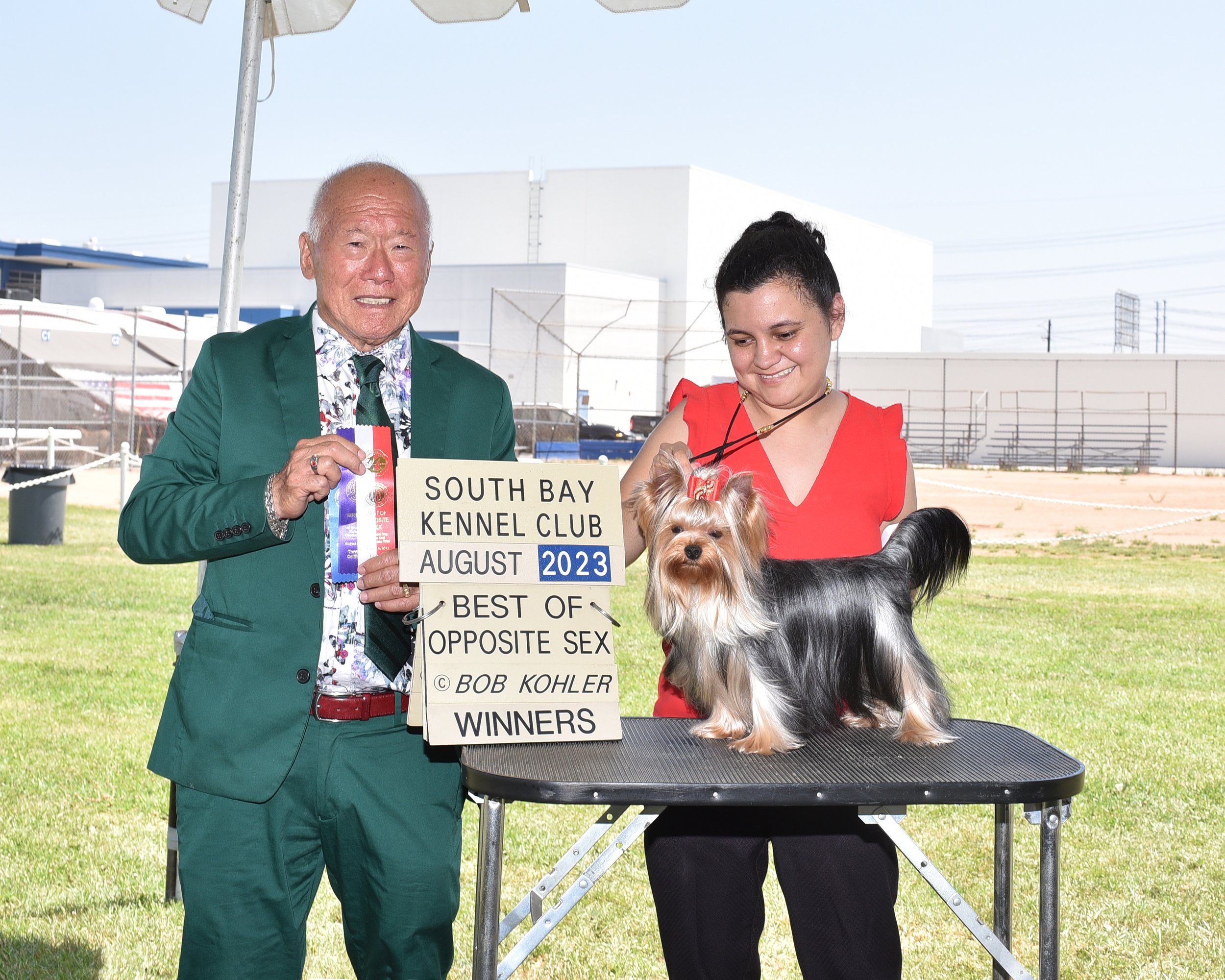 Gracie Vargas presenting an AKC Yorkshire Terrier at a dog show, representing the passion and expertise behind Essence of Grace Yorkies