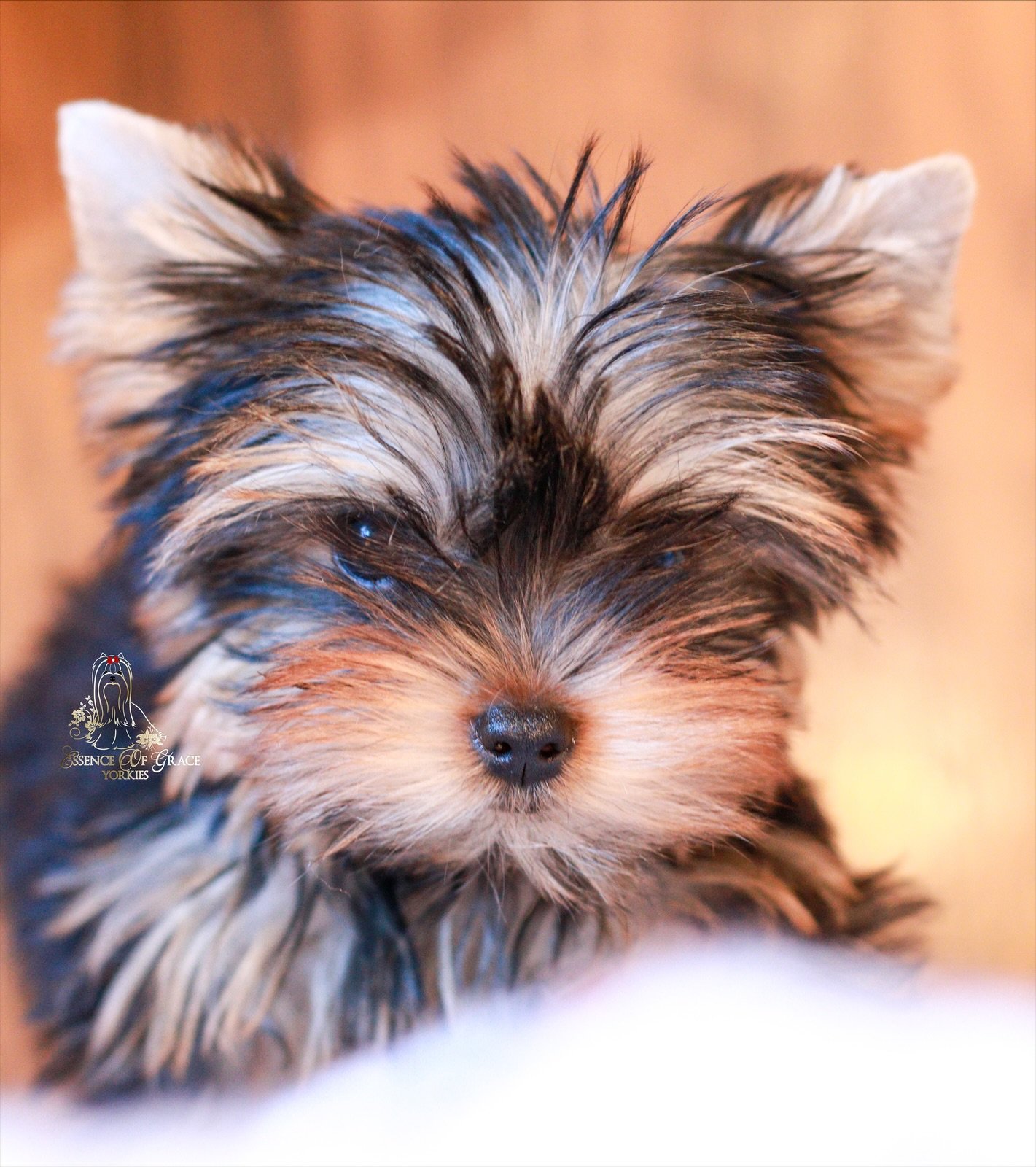 Yorkshire Terrier puppy portrait inviting families to contact Essence of Grace Yorkies