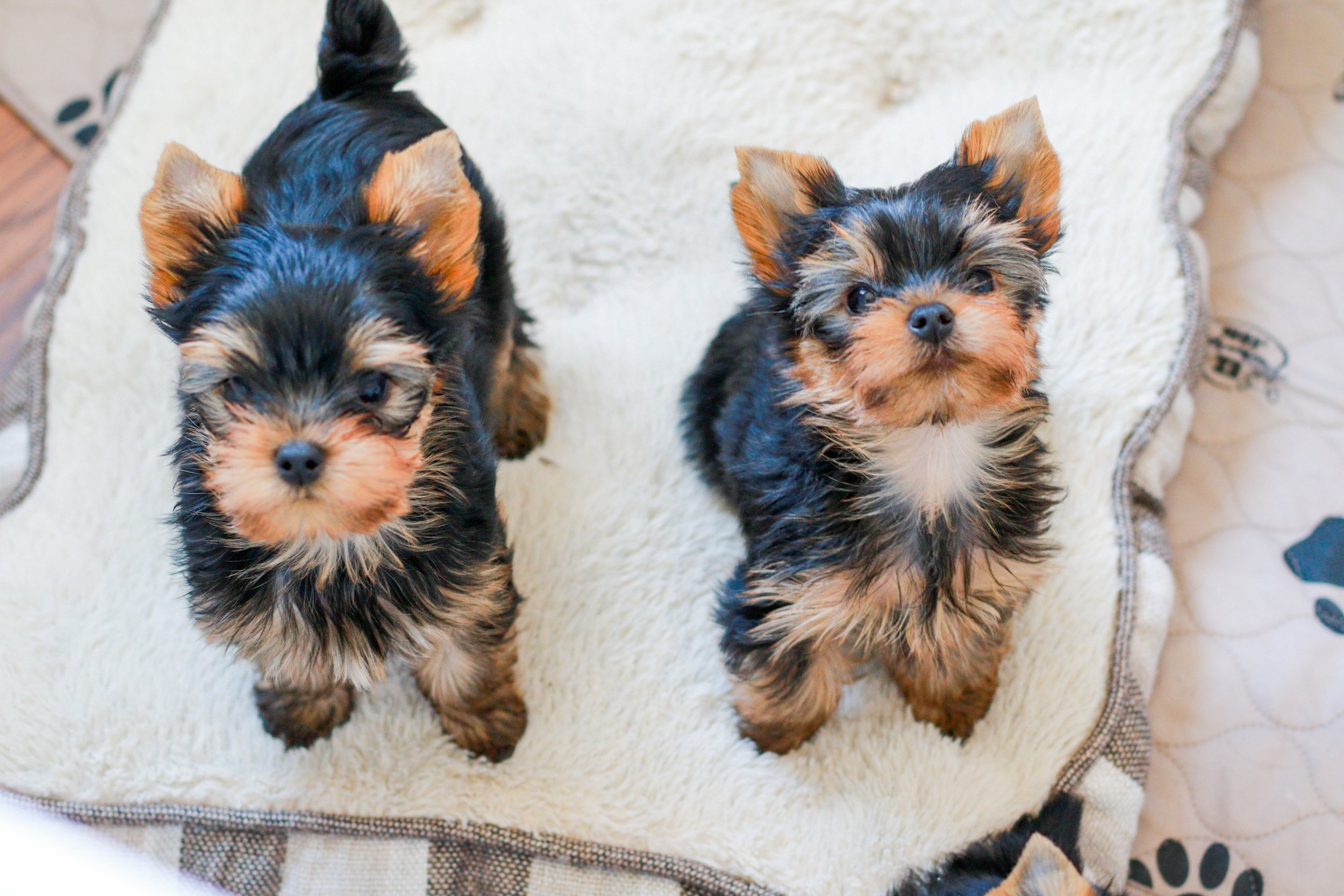 Yorkshire Terrier puppies raised in-home in Southern California, companion puppies from Essence of Grace Yorkies