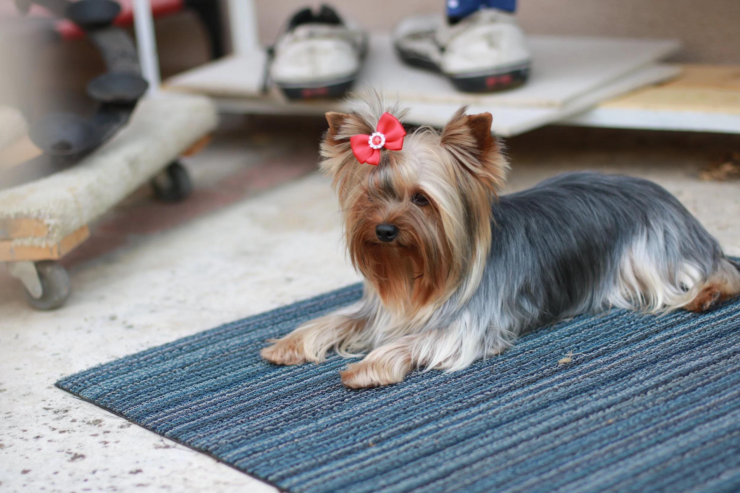 AKC Champion retired Yorkshire Terrier resting at home in Southern California
