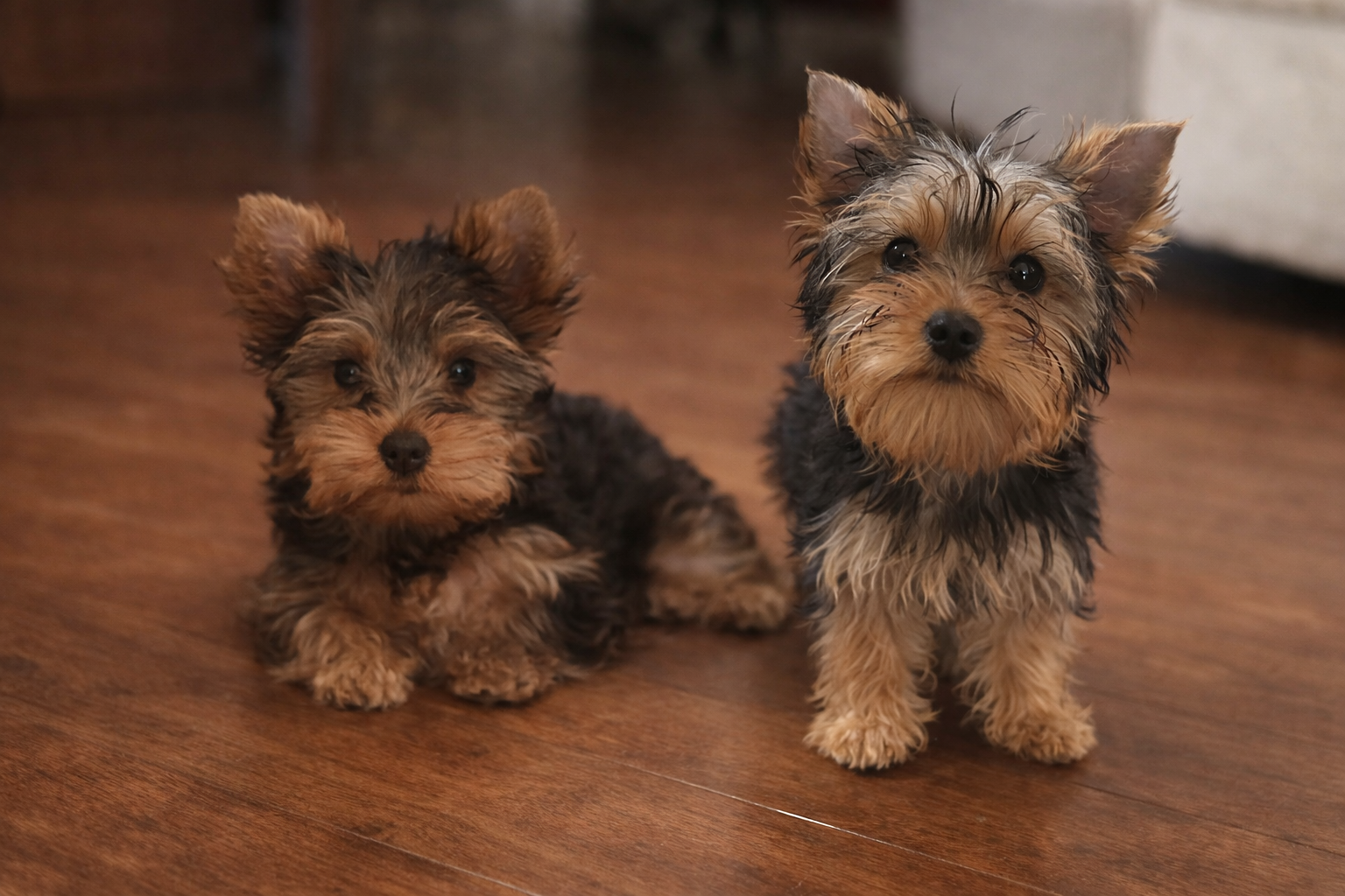 Two female Yorkshire Terrier puppies sitting on a hardwood floor indoors at Essence of Grace Yorkies in Southern California
