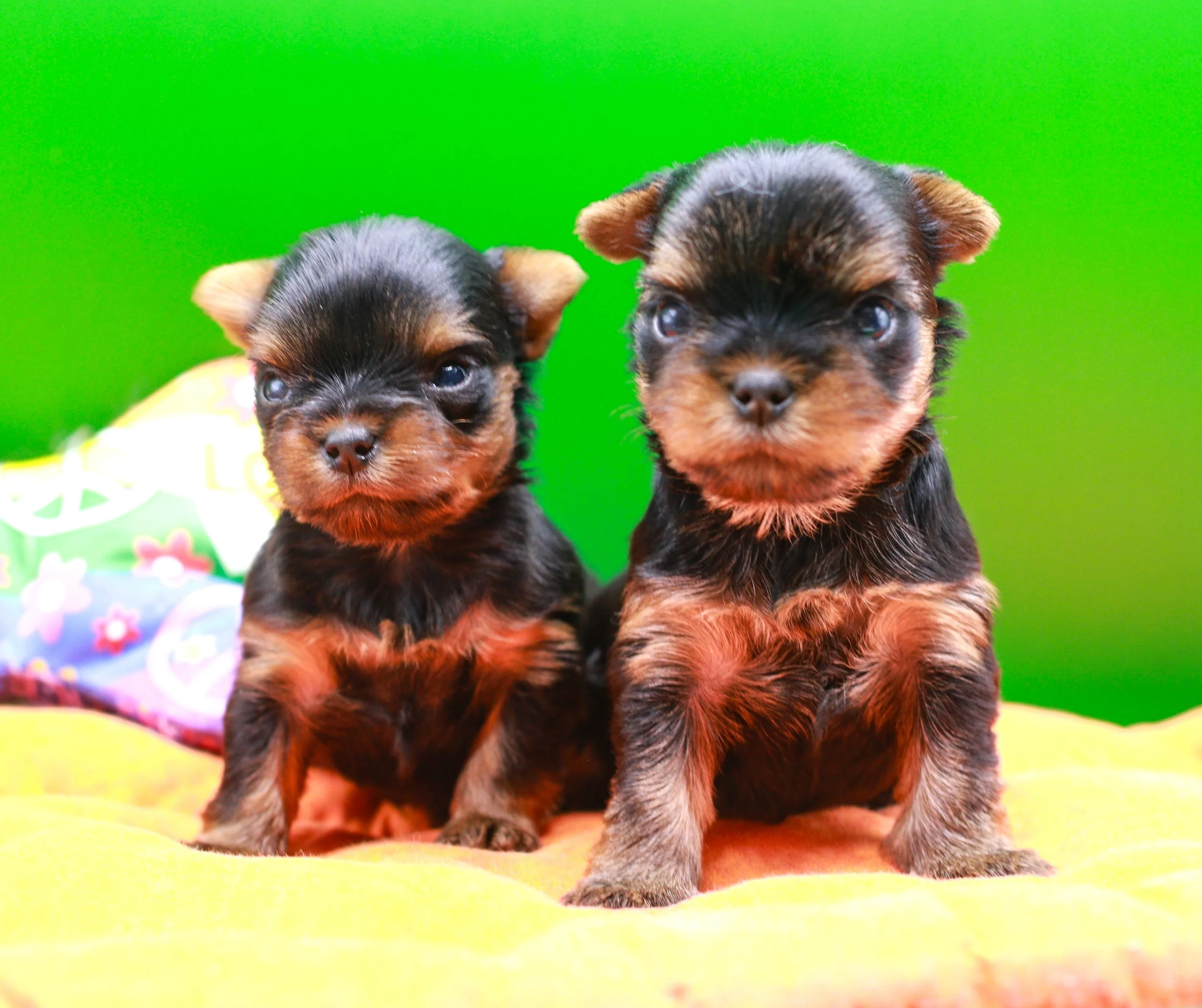 Yorkshire Terrier puppies from a trusted Southern California breeder representing flexible and secure payment options